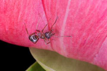 close up of brown ant sitting on pink peony