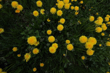 Field of dandelions. Spring landscape with dandelion field