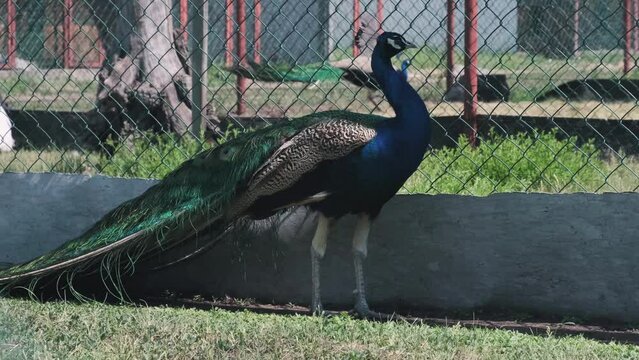 Beautiful peacock with bright plumage in the zoo