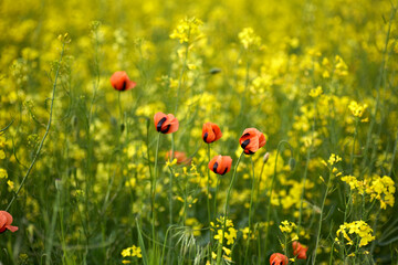 Red field poppies, close up. Summer wildflowers. Rape field