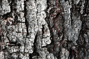 The bark is dry and naturally cracked for the background.