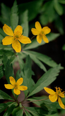 Zawilec żółty (Anemone ranunculoides L.)