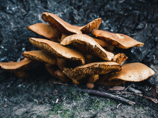 Fototapeta premium mushrooms on the ground