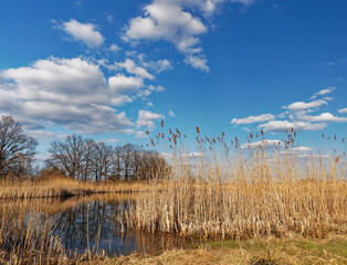 Naturschutzgebiet Altmain bei Grafenrheinfeld, Landkreis Schweinfurt, Unterfranken, Franken, Bayern, Deutschland