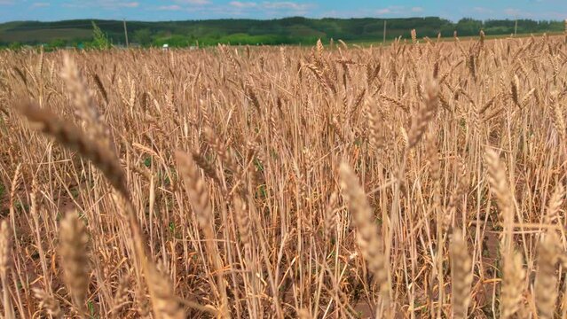 Ears of wheat in the countryside