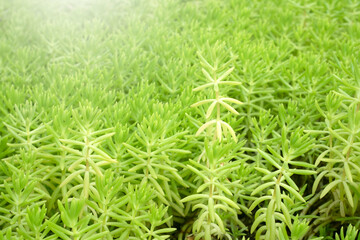 Green leaves plant pattern for background.