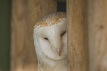 barn owl (tyto alba) peeking out around looking 