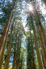 Fototapeta premium trees in the forest