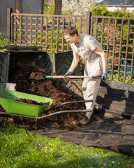 Middle aged man digging and loading ready made compost into a wheelbarrow to use it in a garden....