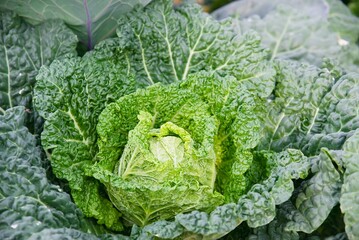 Savoy cabbage garden in Chiangmai Thailand