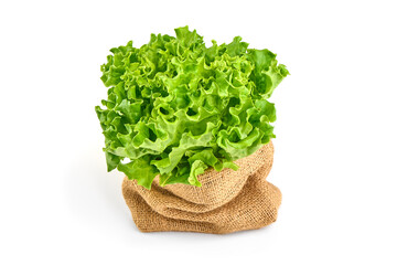 Salad leaf. Lettuce, isolated on white background. High resolution image.
