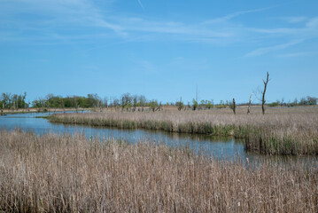 Wetlands near the coast of Lake Erie on a sunny spring day. Wetlands are a distinct ecosystem that are flooded by water, either permanently or seasonally. 