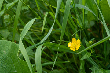 Obraz premium Flower growing in the meadow
