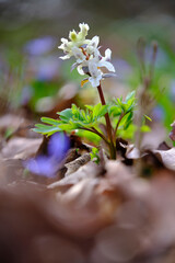Hohler Lerchensporn, Hohlknolliger Lerchensporn, Lerchensporn, Corydalis cava