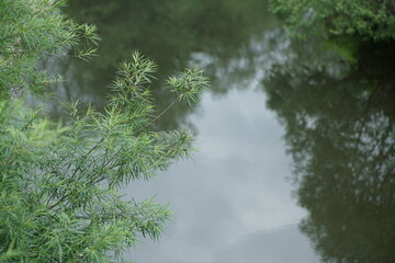 Weide an einem Fluss mit schöner Spiegelung der Blätter im Wasser