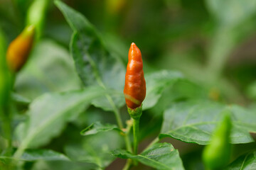 Fresh red hot chili pepper on tree branch