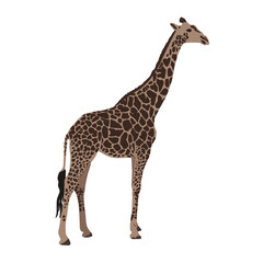African savanna, standing giraffe. Wild animals of Africa. Realistic vector animal