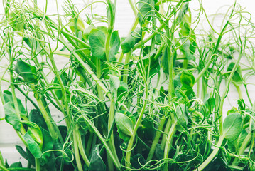 Peas microgreens on a white table. Top view.