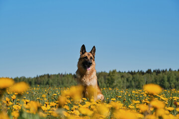 Thoroughbred dog among wild flowers. Young German Shepherd sits in field of yellow dandelions in...