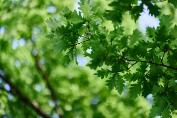 Fototapeta na wymiar Green fresh leaves on oak branches close-up against the sky in sunlight