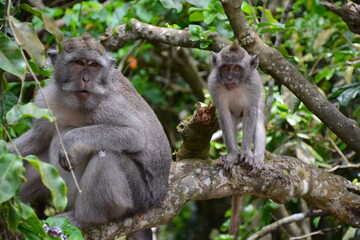 Naklejka na ściany i meble white tailed macaque