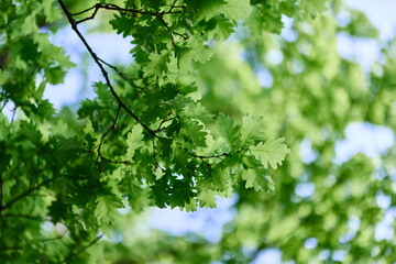 Fototapeta na wymiar Fresh green leaves of the oak tree against a sunny cloudless sky