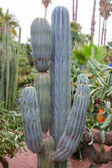 Cactuses in Majorelle Garden in Marrakech, Morocco