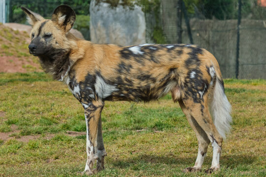African painted dog (Lycaon pictus)