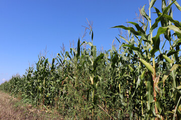 Corn field against blue sky. Agricultural industry, rural road, green corn stalks with cobs