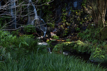 waterfall in the forest