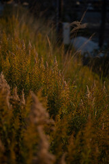 forest in autumn