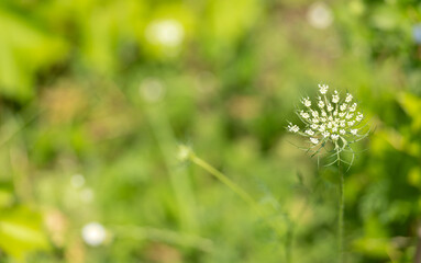 White flower inflorescence bloom in blurred green nature in spring, copy space