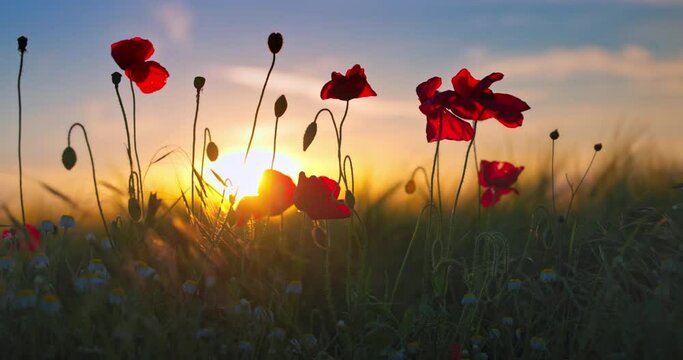 Field in the countryside with blooming   flowers and green wheat 