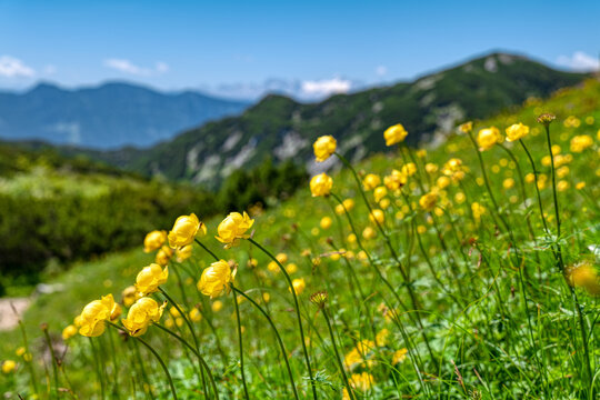 Trollblumen im Gebirge