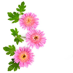 Pattern of chrysanthemum flowers isolated on white . Place for your text.