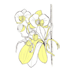  Hand drawn graphic orhidea branches,blooming yellow phalaenopsis,isolated,for card,wedding invitations,packing,vintage,retro. 