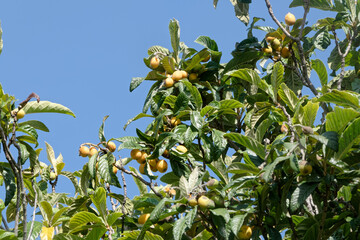 Néflier du Japon ou Biobacier en fructification - France