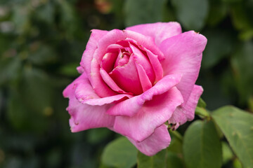 Pink Damascena rose in Damascena complex, Rose Valley in Bulgaria