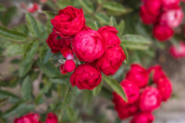 Red Damascena roses in Damascena complex, Rose Valley in Bulgaria