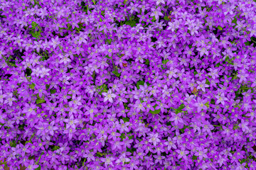 Selective focus of purple violet Campanula poscharskyana flower in garden, the Serbian bellflower or trailing bellflower, Its lavender-blue star-shaped flowers, Nature floral pattern background. - obrazy, fototapety, plakaty