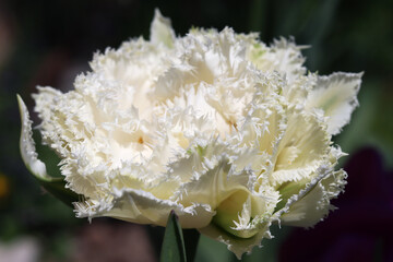 Snow crystal tulip. White tulip with a carved edge close-up. Selective focus