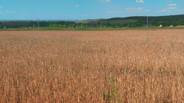 Wide field of ears of wheat in the countryside