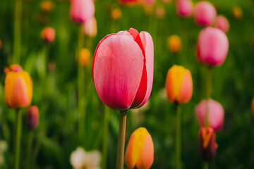 Pink tulips in pastel tints at blurry background, close- up. Spring nature beauty concept. Fresh spring flowers in the garden with soft sunlight for your horizontal floral  holidays card.