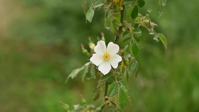 White dog rose flower waving in the wind, selective focus on a green bokeh background - Rosa canina 