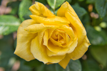 the close up of a yellow rose in a garden in madeira portugal