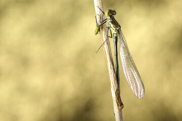 green dragonfly on a stick