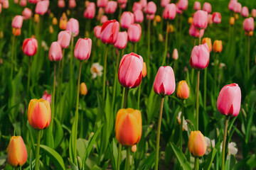 Fototapeta premium Pink tulips in pastel tints at blurry background, close- up. Spring nature beauty concept. Fresh spring flowers in the garden with soft sunlight for your horizontal floral holidays card.