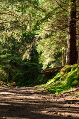 Trails in the Carpathian forests, hiking trails leading to the mountain tops.