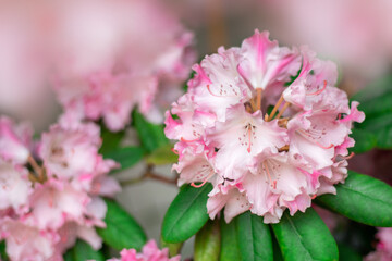 Rhododendron flowers pink with white close-up