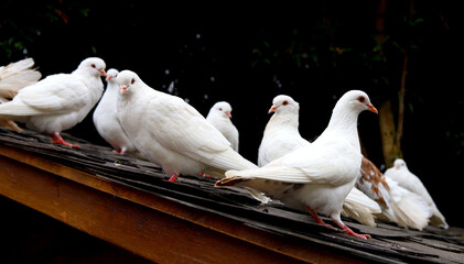 White pigeons on the roof